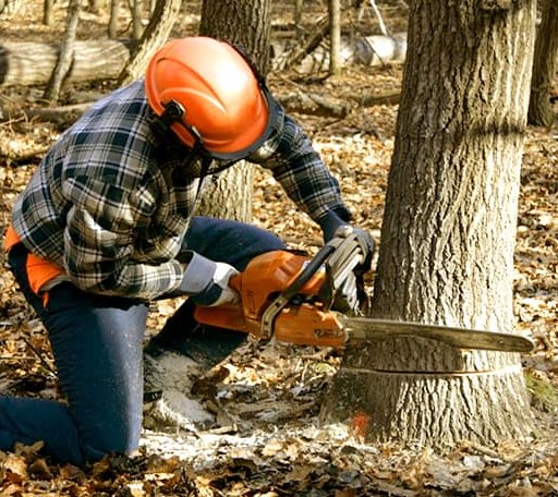 Tree Removal in Happy, TX